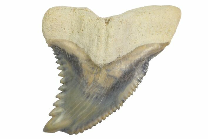 Fossil Shark Tooth (Hemipristis) - Bone Valley, Florida #145124